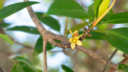 Téléchargez les photos : Fleur de semis de liège ou Sonneratia caseolaris pointe de la branche. Pour le fond de l'environnement de la forêt de mangrove. - en image libre de droit