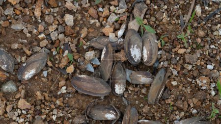 Foto de Restos de conchas marinas se amontonan en el suelo. Suelo con guijarros mezclados con tierra mojada. - Imagen libre de derechos
