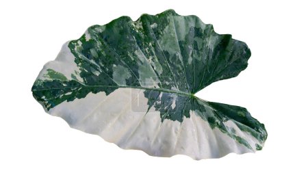 Foto de Vista superior de las hojas de Bon o "Bon Daeng" con gota de agua. El color moteado es blanco mezclado con verde. Para fondo y texturizado con fondo blanco aislado y ruta de recorte. - Imagen libre de derechos