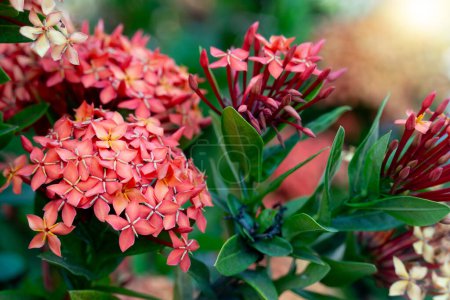 Red Ixora Flowers Blooming in The Garden. With green leaves and blurred light.