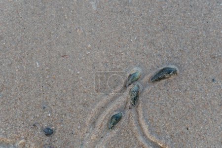 Above view of journey of living things. Snails travel on wet sand. Traces of the path follow a curve.