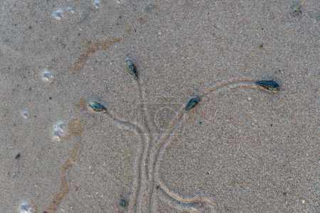 Vue ci-dessus du voyage des êtres vivants. Les escargots voyagent sur du sable humide. Des traces d'escargots voyagent comme des arbres et des branches. 