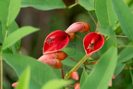 Erythrina crista-galli flor roja se esconden en la rama de los árboles. Vista frontal de hojas verdes.