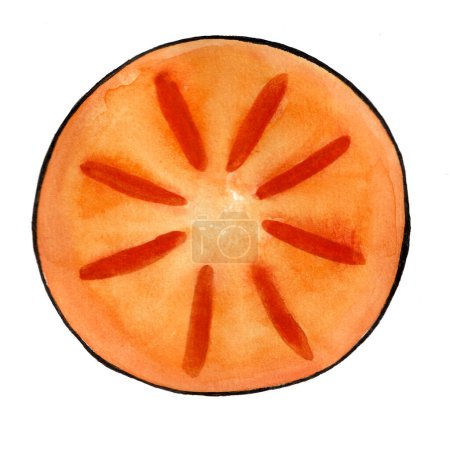 Photo for Orange circle with red stripes. Black outline. Persimmon fruit cut in half. View from above. Watercolor blur. Isolated on white background. Veins are visible. Stylized illustration. - Royalty Free Image