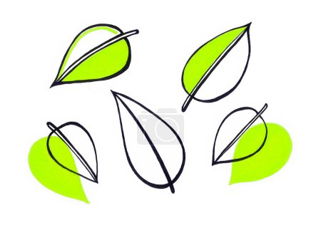 Set of leaves on a white background. Line drawing with black outline. Light green filling on half of the leaves. Or it is partially overlapped with them.