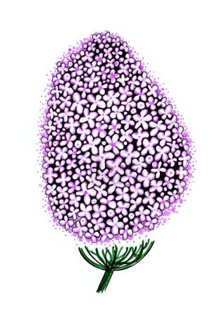 Ilustración estilizada de flor lila aislada sobre fondo blanco. Esquema negro. Los detalles están pintados en púrpura suave. Dispara verde. Una flor se compone de muchas flores pequeñas.