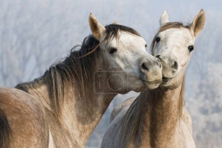 Photo for Funny horses ANIMAL BACKGROUND - Royalty Free Image