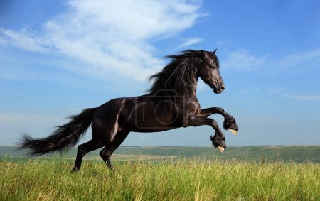 Photo for Beautiful black horse playing on the field - Royalty Free Image