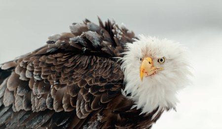 Foto de Invierno Primer plano Retrato de un águila calva (Haliaeetus leucocephalus washingtoniensis
 ). - Imagen libre de derechos