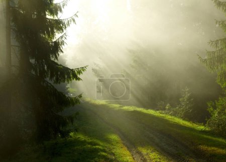 Photo for Beautiful morning in the forest - Royalty Free Image
