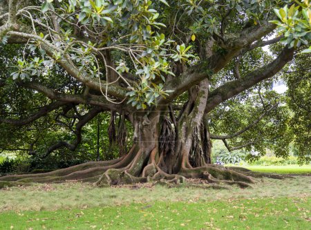 Photo for Moreton Bay mature fig tree in Albert Park. Auckland, New Zealand - Royalty Free Image