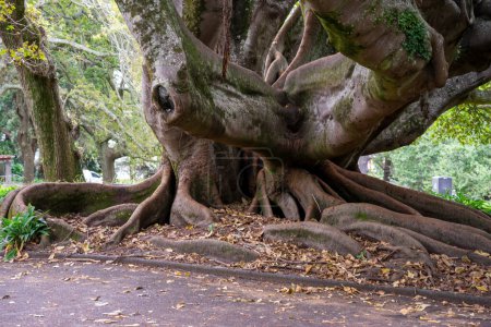 Photo for Moreton Bay mature fig tree roots closeup in Albert Park. Auckland, New Zealand - Royalty Free Image