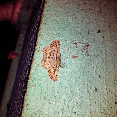 Foto de Hypomecis transcissa a looper moth in an isolated background - Imagen libre de derechos