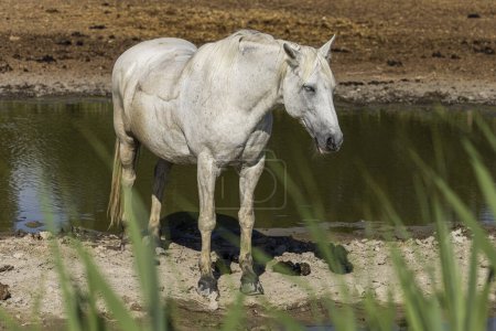 Photo for Camargue White Horses in Southern France - Royalty Free Image