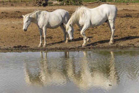 Photo for Camargue White Horses in Southern France - Royalty Free Image