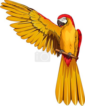 Téléchargez les photos : Red and yellow macaw flaps one of its wings - en image libre de droit