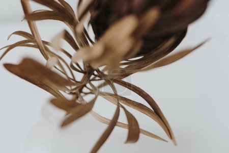 Photo for Out of focus shot of elegant aesthetic dried protea flower in vase - Royalty Free Image
