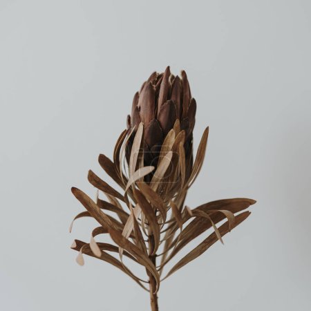 Photo for Dried protea flower on white background with copy space. Flowers composition - Royalty Free Image