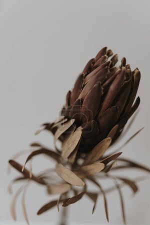 Photo for Dried protea flower on white background with copy space. Flowers composition - Royalty Free Image