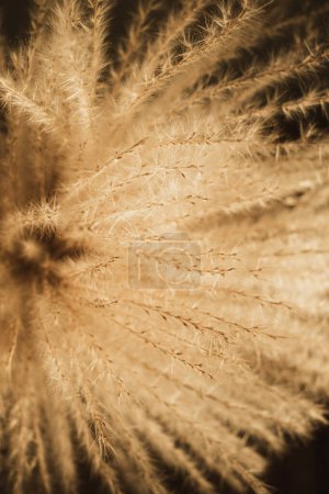 Foto de Primer plano cañas ramo de follaje en las sombras de la luz del sol. Estética elegante diseño floral bohemio - Imagen libre de derechos