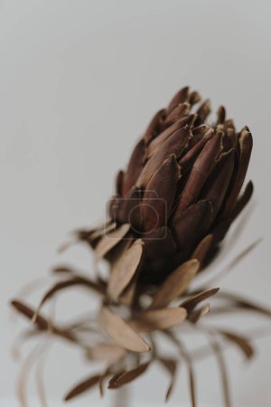 Photo for Gentle elegant dried protea flower. Aesthetic bohemian floral composition - Royalty Free Image