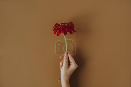 Foto de Mano femenina sosteniendo flor gerber roja sobre fondo marrón bronceado. Concepto floral creativo mínimo estético - Imagen libre de derechos