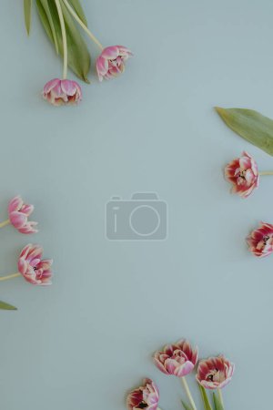 Foto de Estética composición floral mínima. Marco en blanco de flores de tulipán sobre fondo azul pastel pálido. Estilo de vida creativo, verano, concepto de primavera. Copiar espacio, plano, vista superior - Imagen libre de derechos