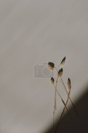 Photo for Dried rabbit tail grass stalks on tan white background with copy space. Warm sunlight shadow reflections silhouette. Minimalist simplicity flat lay. Aesthetic top view flower composition - Royalty Free Image