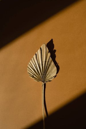 Foto de Hoja de abanico seca con sombras de luz solar sobre fondo naranja - Imagen libre de derechos