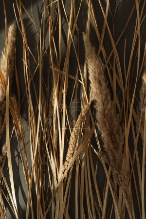 Foto de Patrón de hierba seca en las sombras de luz solar sobre fondo oscuro. Estética neutra composición floral bohemia - Imagen libre de derechos