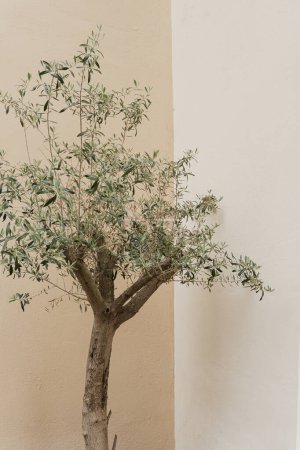 Téléchargez les photos : Feuilles d'olivier esthétiques sur fond mural neutre beige pastel doux. Concept de nature minimaliste élégant avec espace de copie - en image libre de droit