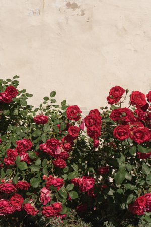 Téléchargez les photos : Élégantes fleurs et feuilles de rose rouge esthétique sur fond beige neutre avec espace de copie - en image libre de droit