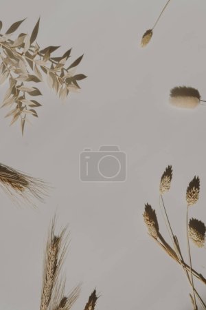 Photo for Aesthetic minimal floral composition. Blank frame of wheat, rye ears, rabbit tail grass stems on warm tan white background. Creative lifestyle, summer, spring concept. Copy space, flat lay, top view - Royalty Free Image