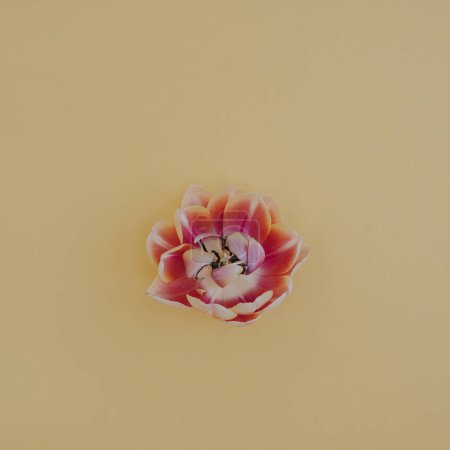 Foto de Brote de flor de tulipán rosa sobre fondo amarillo pastel neutro. Composición floral estética mínima con espacio de copia - Imagen libre de derechos