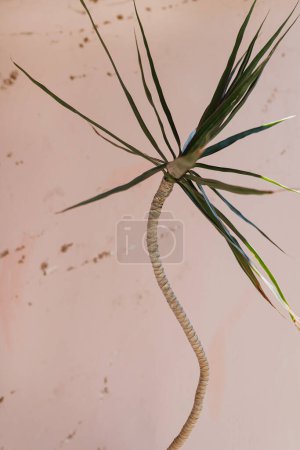 Téléchargez les photos : Feuilles exotiques tropicales de palmier sur fond rose pastel doux. Composition florale minimale esthétique - en image libre de droit