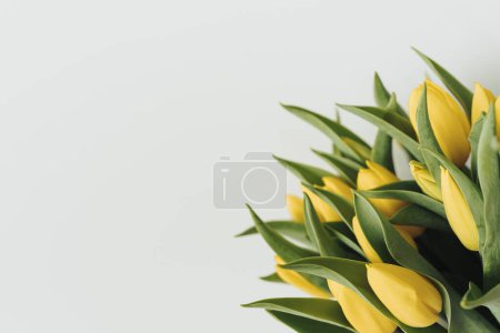 Photo for Beautiful aesthetic yellow tulip flowers bouquet on white background. Minimalist floral closeup composition - Royalty Free Image