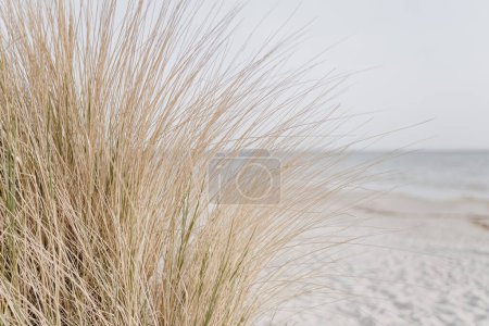 Foto de Dunas de arena con hierba de playa. Hierba en la playa - Imagen libre de derechos