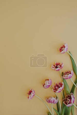 Téléchargez les photos : Fleurs de tulipes roses sur fond jaune pastel neutre. Composition florale élégante esthétique minimale avec espace de copie - en image libre de droit