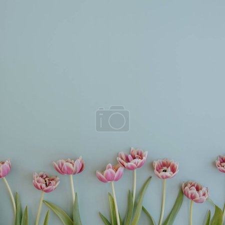 Foto de Flores de tulipán sobre fondo azul pastel con espacio para copiar. Piso tendido, vista superior - Imagen libre de derechos