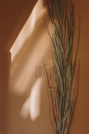 Téléchargez les photos : Élégante tige de feuille de palmier séchée esthétique avec des ombres de lumière du soleil sur fond orange chaud avec espace de copie. Boho composition élégante fleur nature morte - en image libre de droit