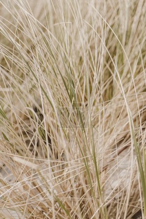 Photo for Dry yellow grass by the sea. Landscape background with dried grass - Royalty Free Image