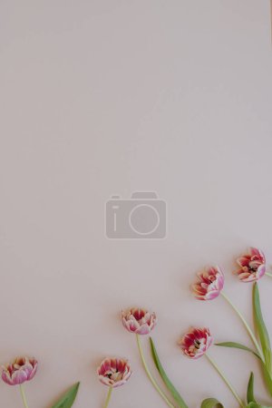 Photo for Tulip flowers on pastel pink background with copy space. Flat lay, top view - Royalty Free Image