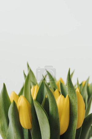 Téléchargez les photos : Bouquet de fleurs de tulipes jaunes sur fond blanc. Composition florale élégante minimaliste - en image libre de droit