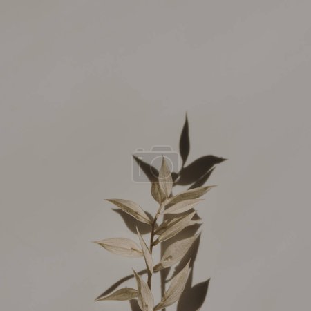 Dried grass stems on tan white background with copy space. Warm sunlight shadow reflections silhouette. Minimalist simplicity flat lay. Aesthetic top view flower composition