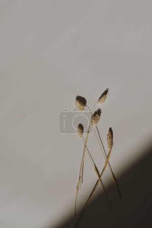 Foto de Elegante hierba de cola de conejo seca estética con sombras de luz solar sobre fondo blanco bronceado con espacio de copia. Boho elegante bodegón composición flor - Imagen libre de derechos