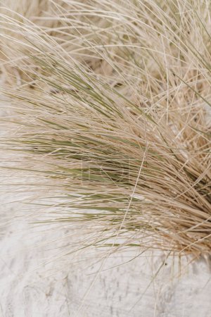 Foto de Tallos de hierba seca en la playa con arena blanca. Neutral beige colores naturaleza paisaje - Imagen libre de derechos