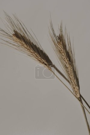 Photo for Beautiful rye, wheat ear stems on neutral white background with deep blurred sunlight shadows. Aesthetic minimal floral composition - Royalty Free Image