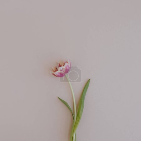 Téléchargez les photos : Tulipe rose sur fond rose pastel neutre. Composition florale élégante esthétique minimale avec espace de copie - en image libre de droit