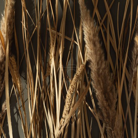 Photo for Dried grass pattern in sunlight shadows on dark background. Aesthetic neutral bohemian floral composition - Royalty Free Image