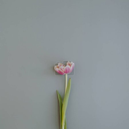 Téléchargez les photos : Tulip flower on pastel blue background. Flat lay, top view - en image libre de droit